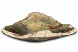 Polished Fossil Coral (Actinocyathus) Dish - Morocco #348550-1